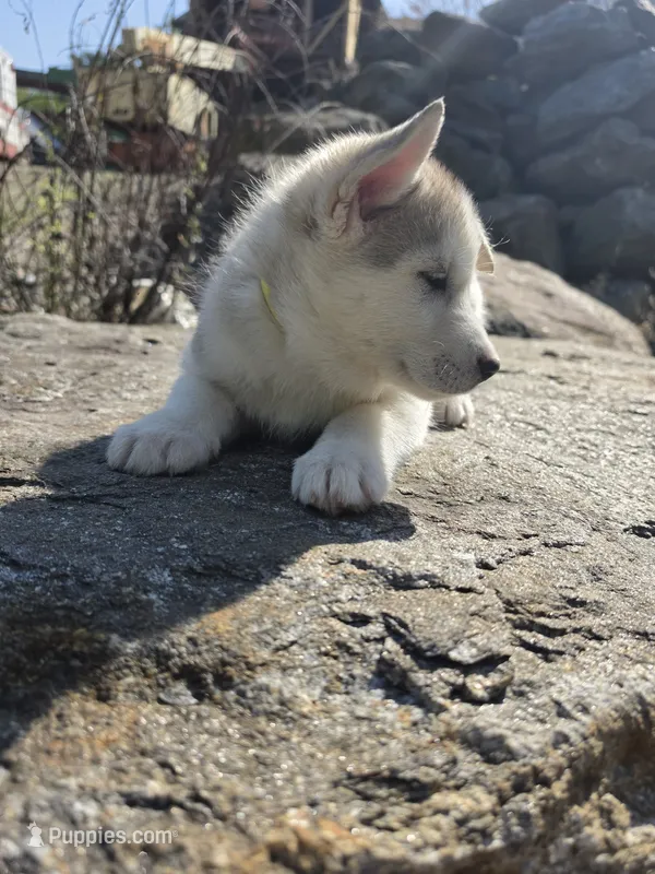 Loose  – Siberian Husky puppy for sale in Chicopee, MA