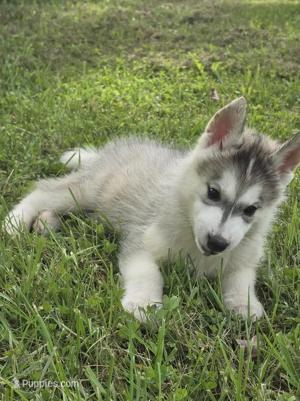 Ghost  – Siberian Husky puppy for sale in Chicopee, MA