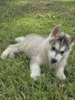 Ghost , a male Siberian Husky for sale in Chicopee, MA – 1 of 3