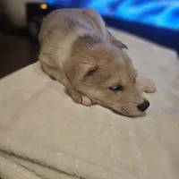 Tucker , a male Siberian Husky and Labrador Retriever for sale in Chicopee, MA – Photo 7 of 7