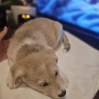 Tucker , a male Siberian Husky and Labrador Retriever for sale in Chicopee, MA – Photo 3 of 7