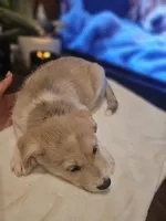 Tucker , a male Labrador Retriever for sale in Chicopee, MA – Photo 3 of 7