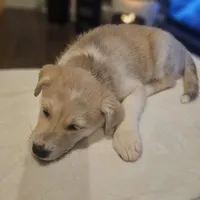 Tucker , a male Siberian Husky and Labrador Retriever for sale in Chicopee, MA – Photo 5 of 7