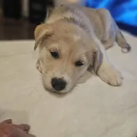 Tucker , a male Siberian Husky and Labrador Retriever for sale in Chicopee, MA – Photo 6 of 7