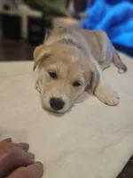 Tucker , a male Labrador Retriever for sale in Chicopee, MA – Photo 6 of 7