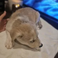 Tucker , a male Siberian Husky and Labrador Retriever for sale in Chicopee, MA – Photo 1 of 7