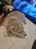 Tucker , a male Labrador Retriever for sale in Chicopee, MA – Photo 1 of 7