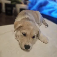 Tucker , a male Siberian Husky and Labrador Retriever for sale in Chicopee, MA – Photo 4 of 7