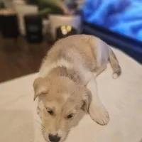 Tucker , a male Siberian Husky and Labrador Retriever for sale in Chicopee, MA – Photo 2 of 7