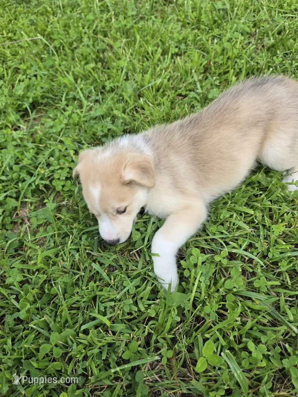 TOBY  – Siberian Husky, Labrador Retriever puppy for sale in Chicopee, MA