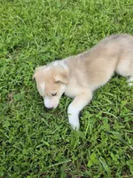 TOBY , a male Siberian Husky and Labrador Retriever for sale in Chicopee, MA – 1 of 4