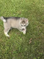 Luke , a male Siberian Husky for sale in Chicopee, MA – 3 of 3
