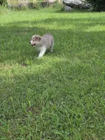 Max, a male Siberian Husky and Labrador Retriever for sale in Chicopee, MA – 4 of 4