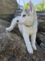 River , a male Siberian Husky for sale in Chicopee, MA – 3 of 3