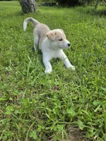 Lola, a female Siberian Husky and Labrador Retriever for sale in Chicopee, MA – 2 of 3