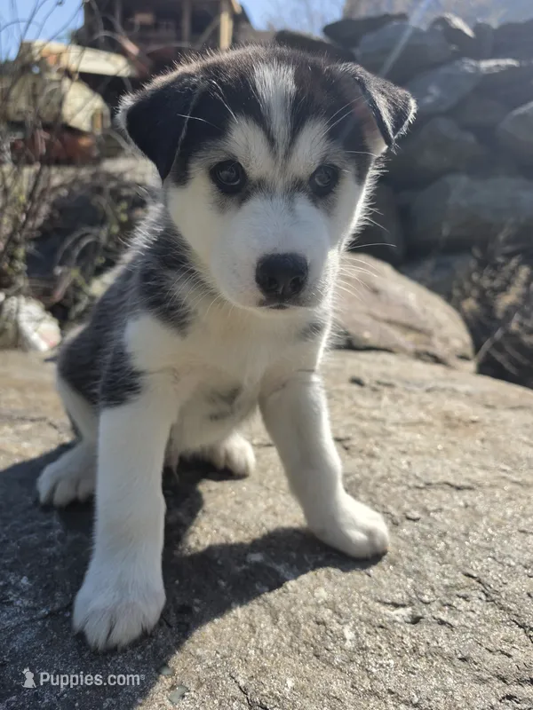 Moon  – Siberian Husky puppy for sale in Chicopee, MA