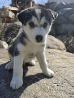 Moon , a male Siberian Husky for sale in Chicopee, MA – 1 of 3