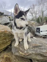ROCKY , a male Siberian Husky for sale in Chicopee, MA – Photo 2 of 6