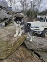 ROCKY , a male Siberian Husky for sale in Chicopee, MA – Photo 4 of 6
