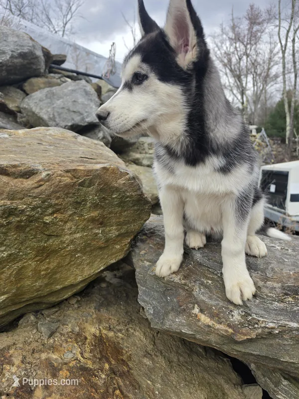 ROCKY  – Siberian Husky puppy for sale in Chicopee, MA