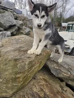 ROCKY , a male Siberian Husky for sale in Chicopee, MA – Photo 3 of 6