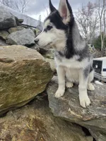 ROCKY , a male Siberian Husky for sale in Chicopee, MA – Photo 5 of 6