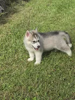 Luke , a male Siberian Husky for sale in Chicopee, MA – 1 of 3