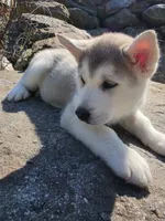 Brown , a male Siberian Husky for sale in Chicopee, MA – 2 of 3
