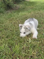 TOBY , a male Siberian Husky for sale in Chicopee, MA – 2 of 3