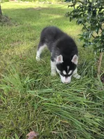 Lika, a female Siberian Husky for sale in Chicopee, MA – 3 of 3