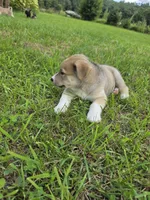 Cooper , a male Siberian Husky and Labrador Retriever for sale in Chicopee, MA – 4 of 6