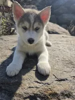 Princess , a female Siberian Husky for sale in Chicopee, MA – 2 of 3