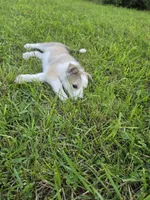 Lucy, a female Siberian Husky and Labrador Retriever for sale in Chicopee, MA – 2 of 4