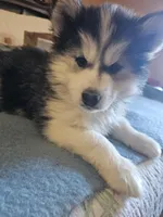 Laila , a female Siberian Husky for sale in Chicopee, MA – Photo 3 of 3