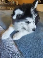 Laila , a female Siberian Husky for sale in Chicopee, MA – Photo 1 of 3