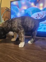 Rex, a male Labrador Retriever for sale in Chicopee, MA – Photo 7 of 7