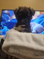 Rex, a male Labrador Retriever for sale in Chicopee, MA – Photo 3 of 7