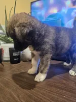 Rex, a male Labrador Retriever for sale in Chicopee, MA – Photo 5 of 7