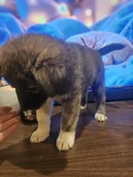 Rex, a male Labrador Retriever for sale in Chicopee, MA – Photo 2 of 7