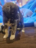 Rex, a male Labrador Retriever for sale in Chicopee, MA – Photo 4 of 7