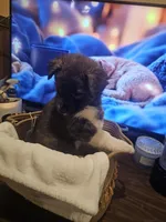 Rex, a male Labrador Retriever for sale in Chicopee, MA – Photo 1 of 7