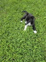 Lake , a female Siberian Husky and Labrador Retriever for sale in Chicopee, MA – 4 of 5