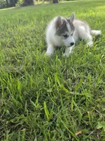 Lola , a female Siberian Husky for sale in Chicopee, MA – 2 of 3