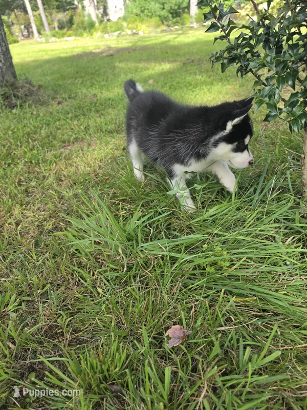 Lika – Siberian Husky puppy for sale in Chicopee, MA