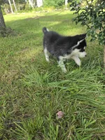 Lika, a female Siberian Husky for sale in Chicopee, MA – 1 of 3