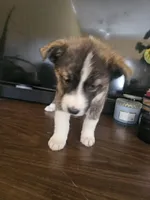 Molly , a female Labrador Retriever for sale in Chicopee, MA – Photo 3 of 3