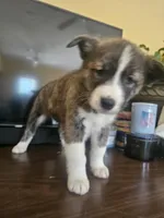 Molly , a female Labrador Retriever for sale in Chicopee, MA – Photo 1 of 3