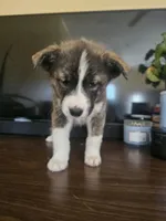 Molly , a female Labrador Retriever for sale in Chicopee, MA – Photo 2 of 3