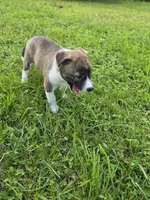Molly , a female Siberian Husky and Labrador Retriever for sale in Chicopee, MA – 2 of 4