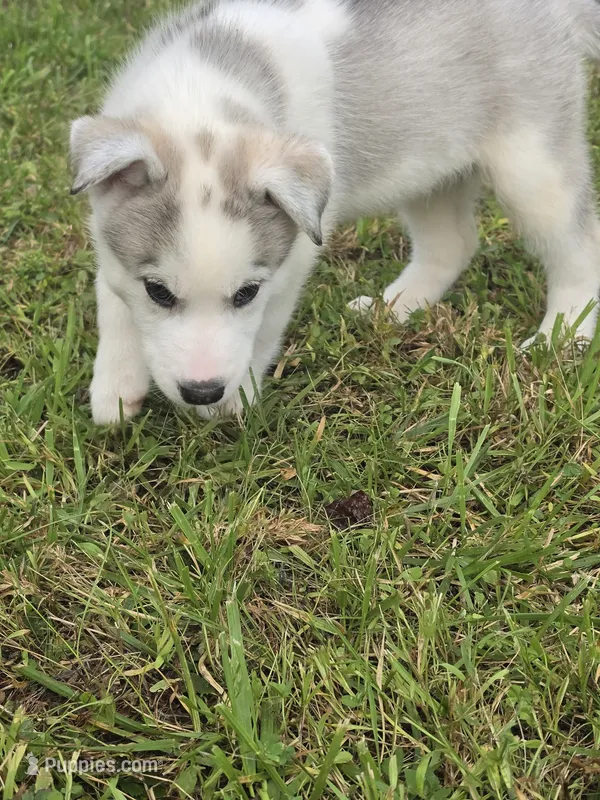 TOBY  – Siberian Husky puppy for sale in Chicopee, MA